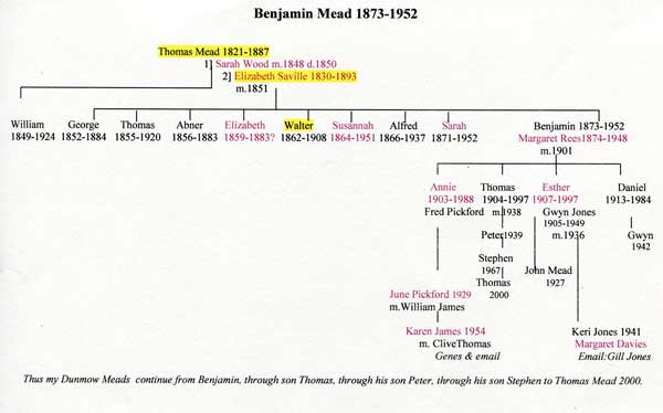 benjamin-mead-tree